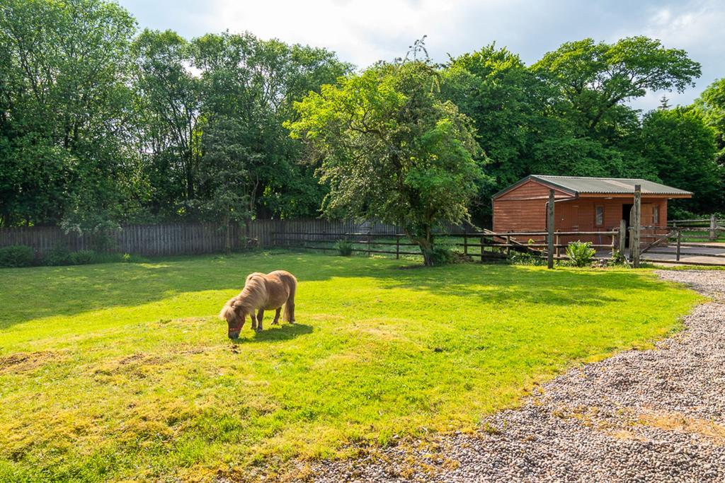 Paddock and stables
