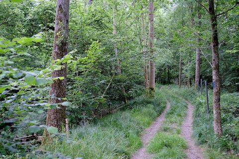 Woodland for sale, East Moor, Old Basing RG24