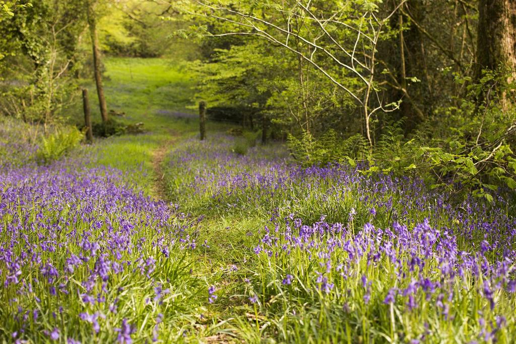 Bluebells.jpg