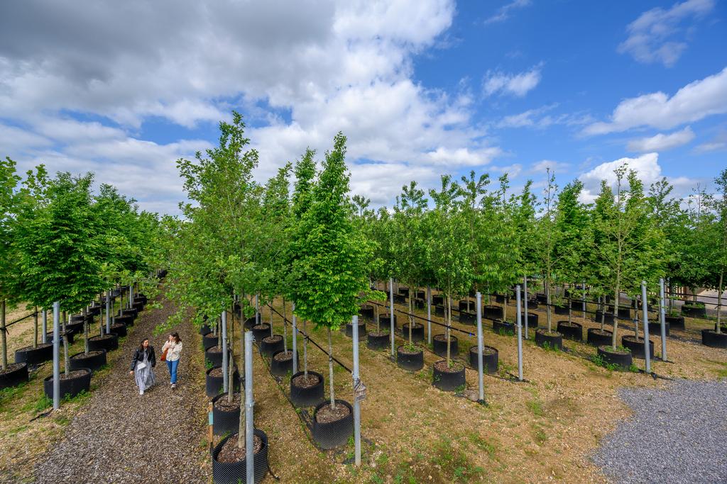 Tree Nursery