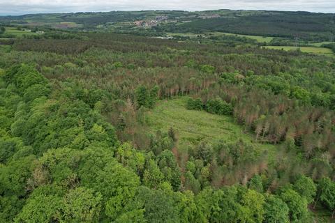 Woodland for sale, Hamsterley Hall Woodlands, County Durham NE39