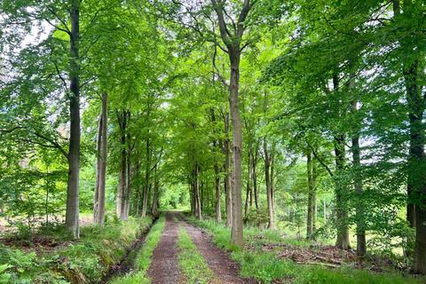 Woodland for sale, Hamsterley Hall Woodlands, County Durham NE39