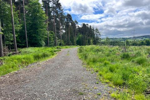 Woodland for sale, Hamsterley Hall Woodlands, County Durham NE39