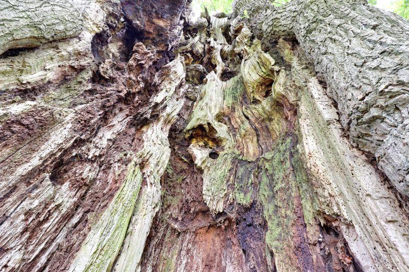 Old Oak Tree