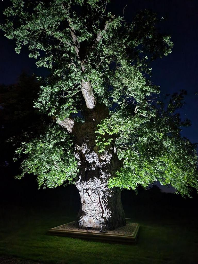 Old Oak Tree (Night