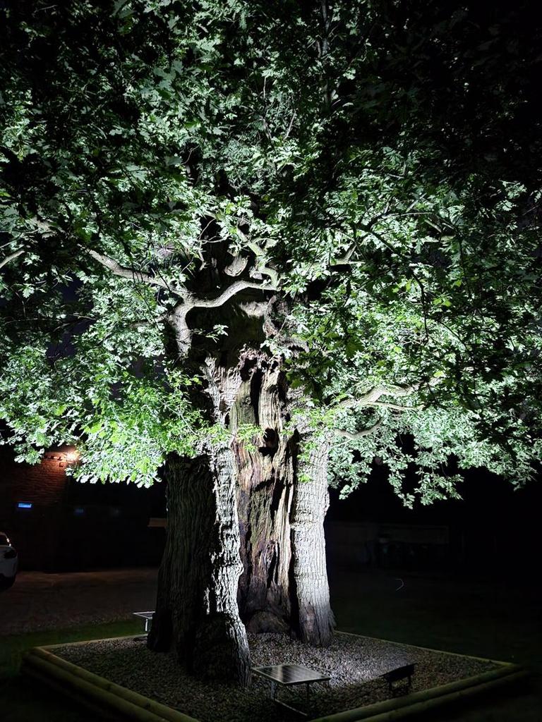 Old Oak Tree (Night