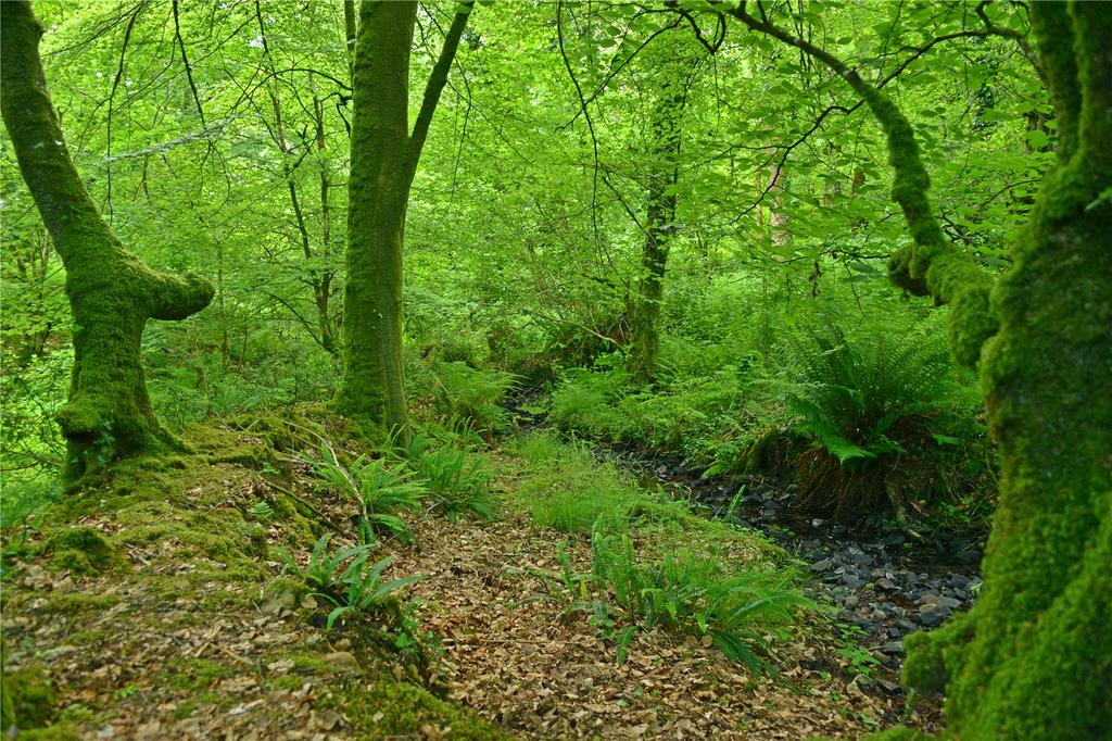 Woodland