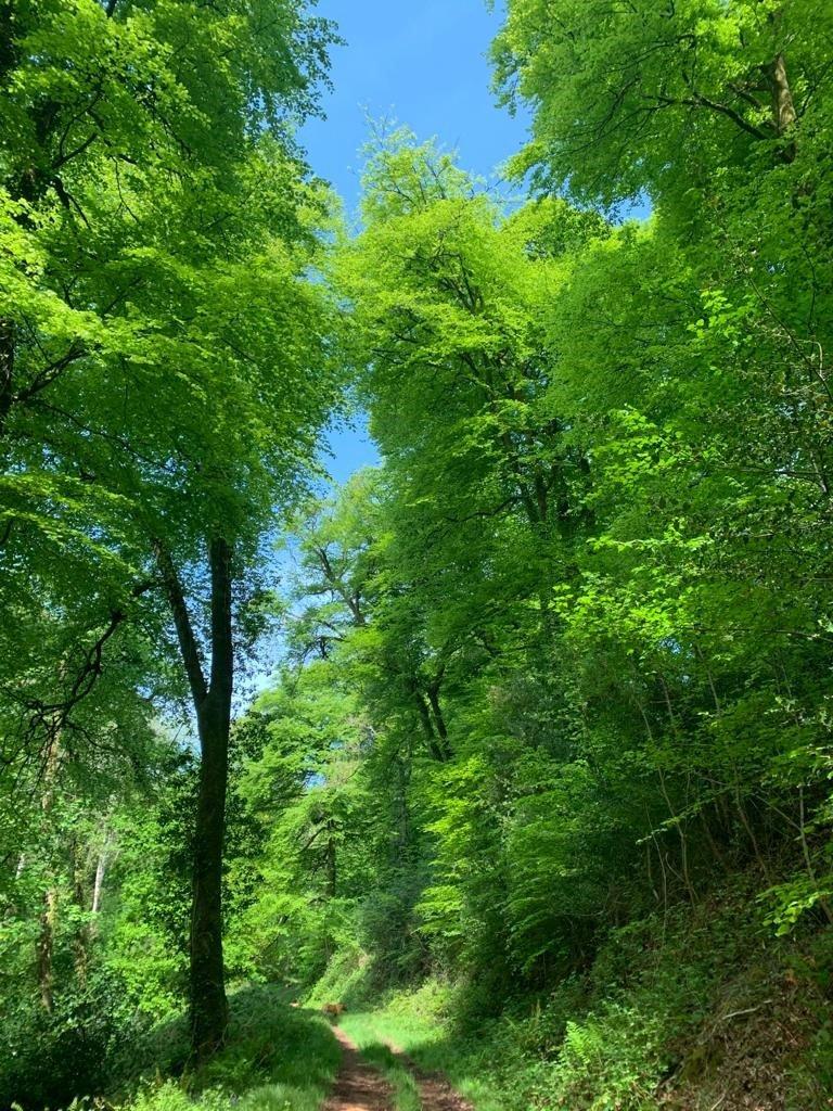 Spring