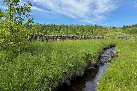 Woodland for sale, Clawfin Wood, South Ayrshire KA6