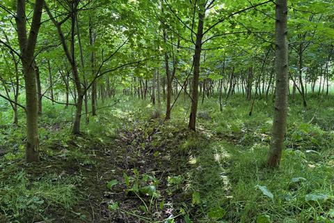 Woodland for sale, Caldwell Wood, East Renfrewshire G78