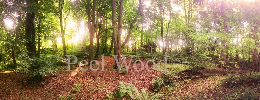 Peel Wood