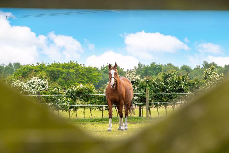 Paddock through gate