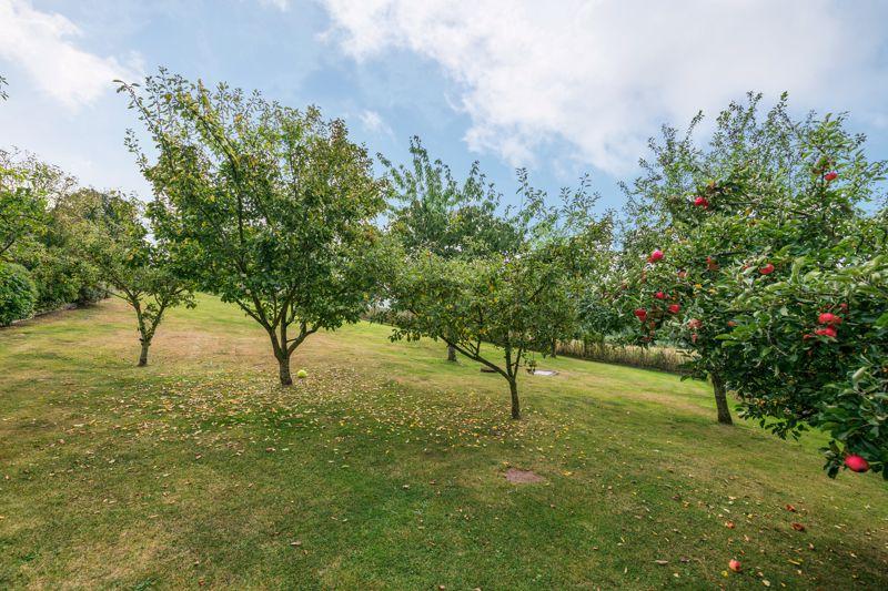 Orchard