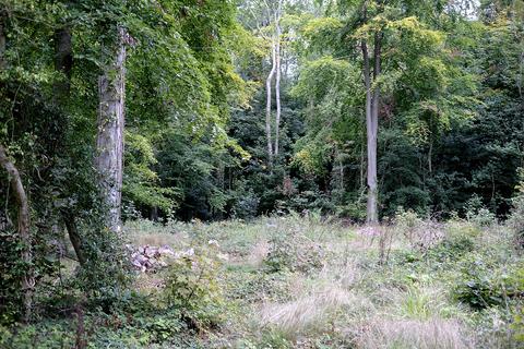 Woodland for sale, Green Lane, Hambledon PO7