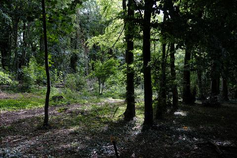 Woodland for sale, Green Lane, Hambledon PO7