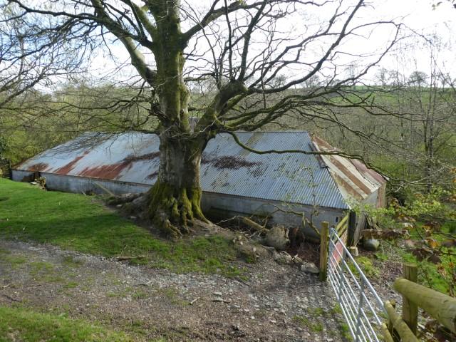 Calf Shed