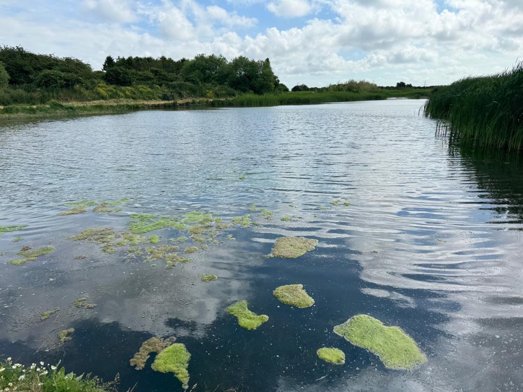 View of flight pond