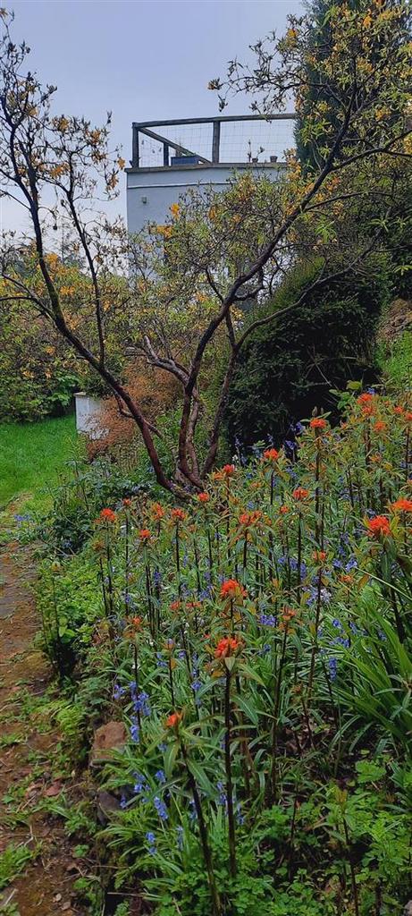 Garden .jpg