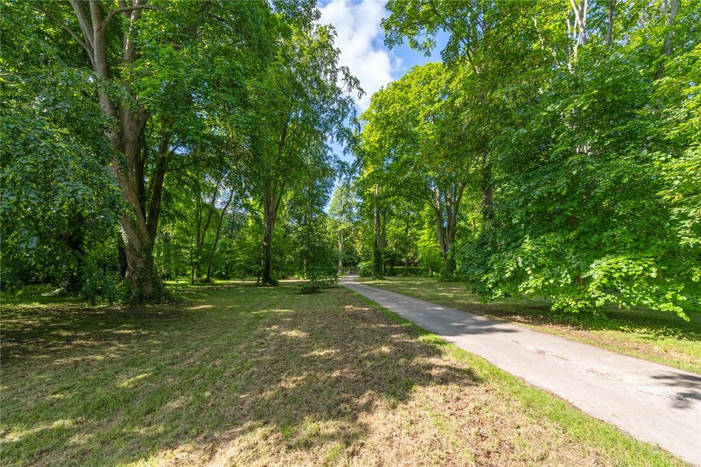 Tree-Lined Drive