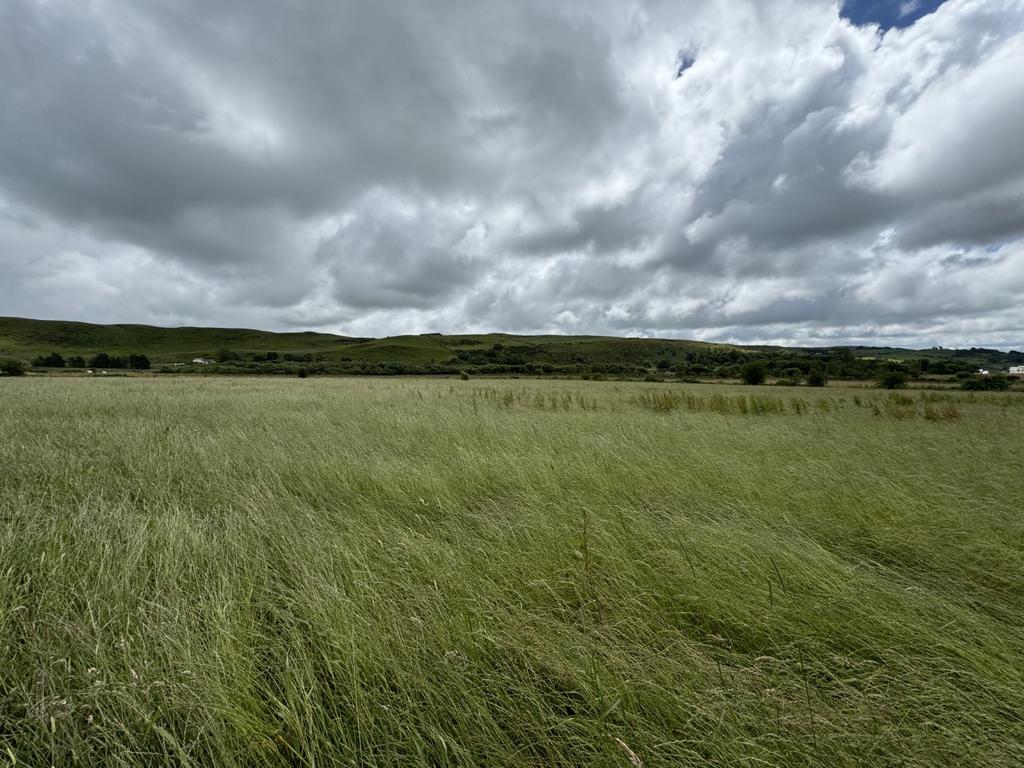 The land