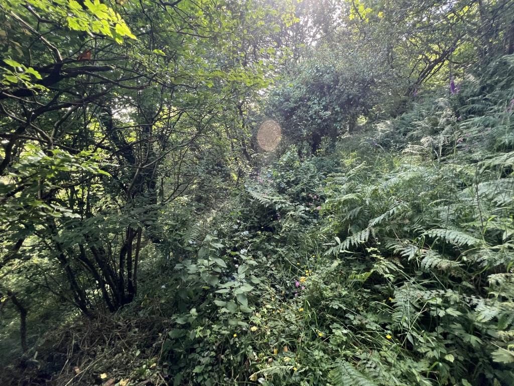 The Grounds