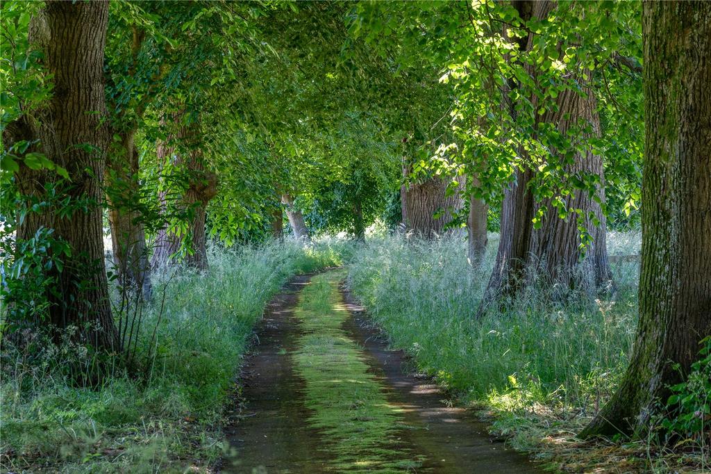 Rear Driveway