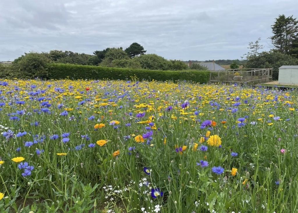 Monks Path Wild Flower Meadow.jpg