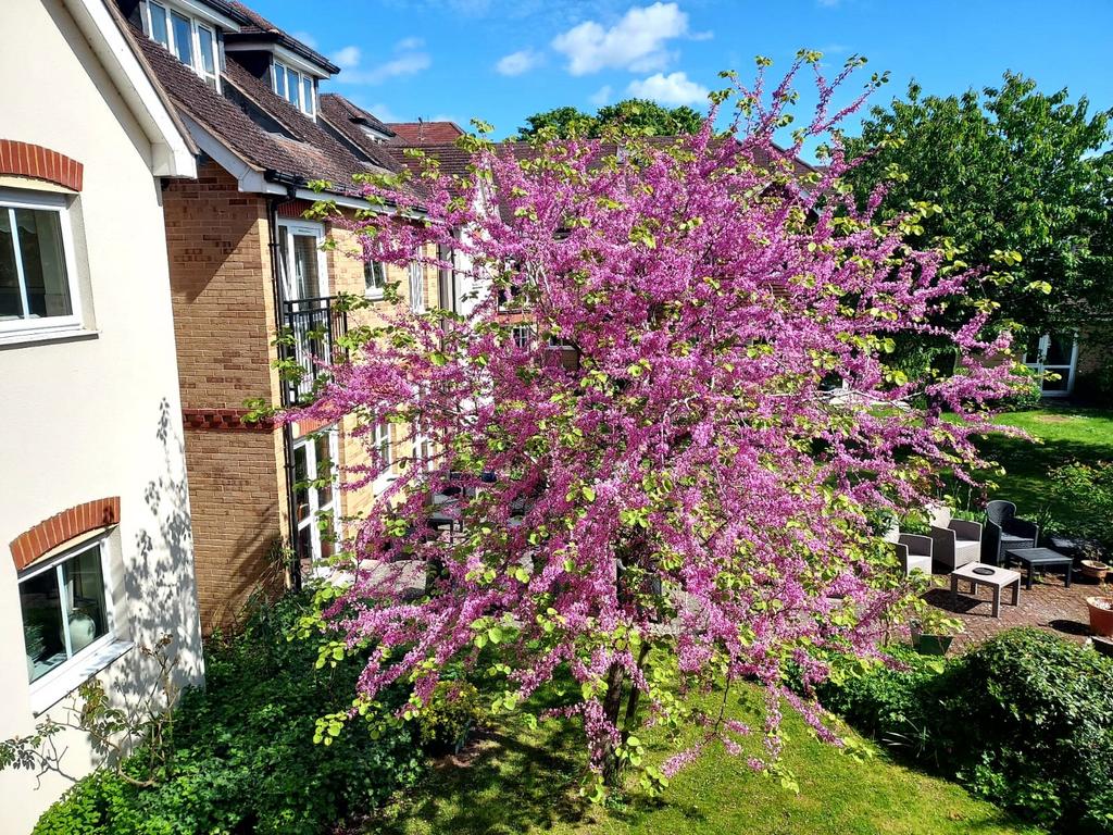 Communal Garden