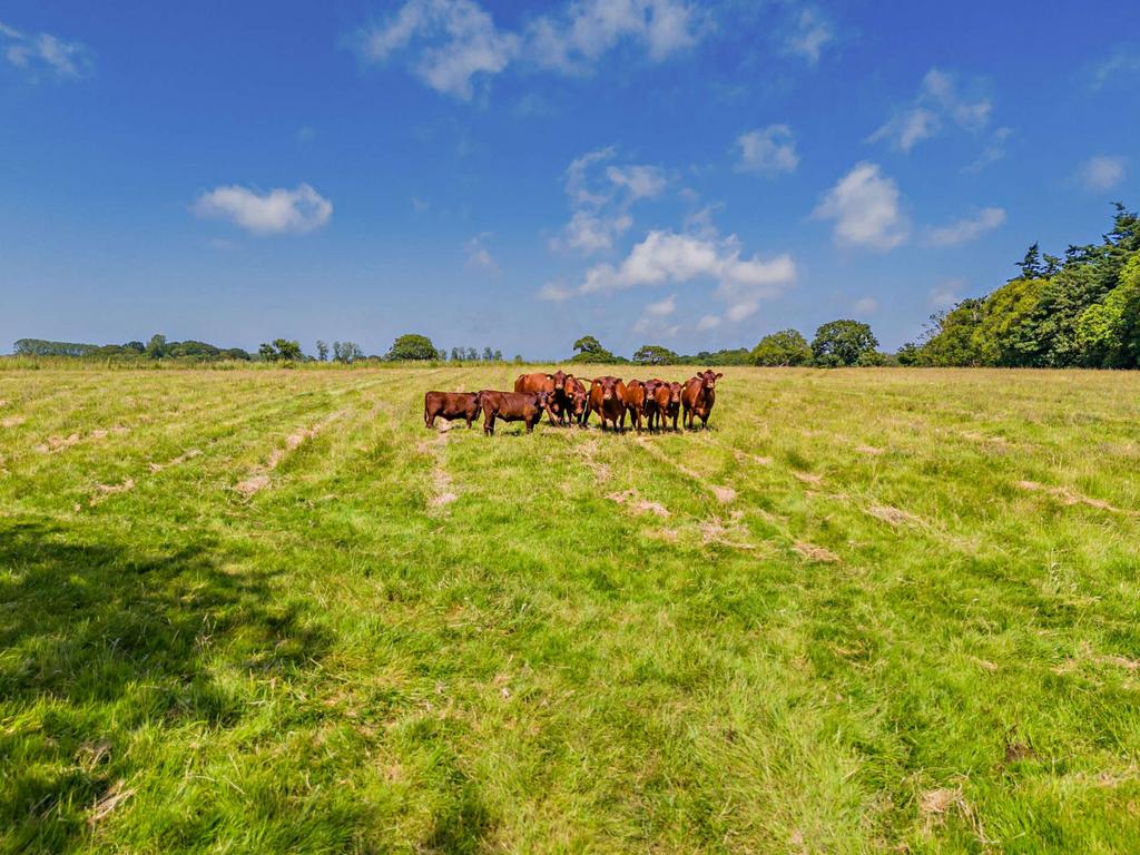 Red Poll Grazing