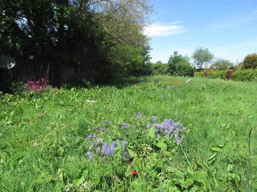 Bluebells and red campion 2.JPG
