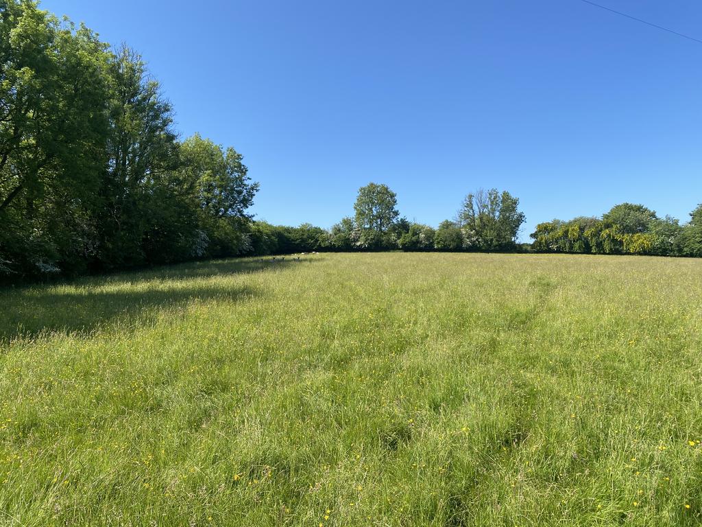 Meadows