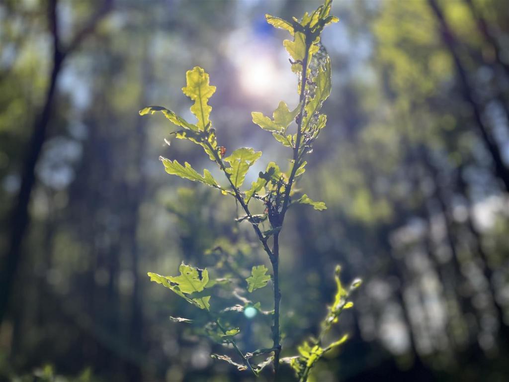 Oak tree sapling.jpeg