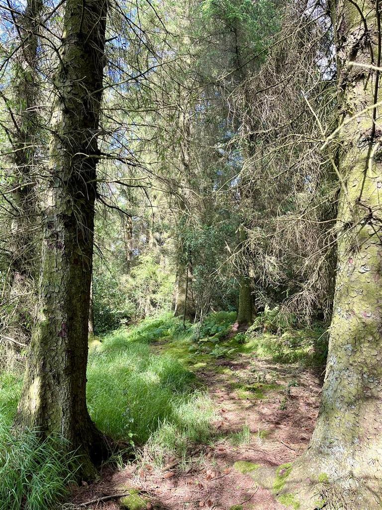 Woodland walk.jpeg