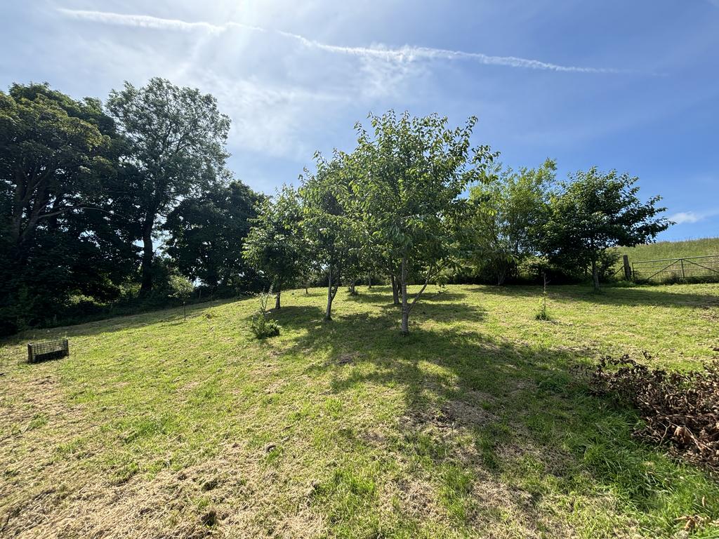 Fruit tree orchard