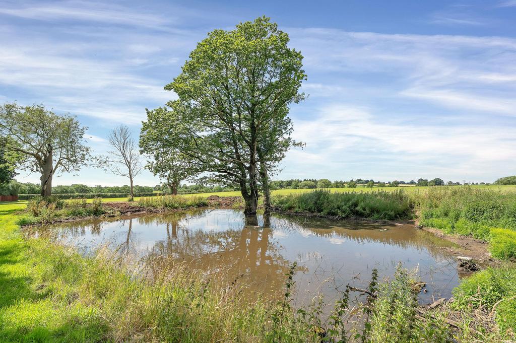 Pond