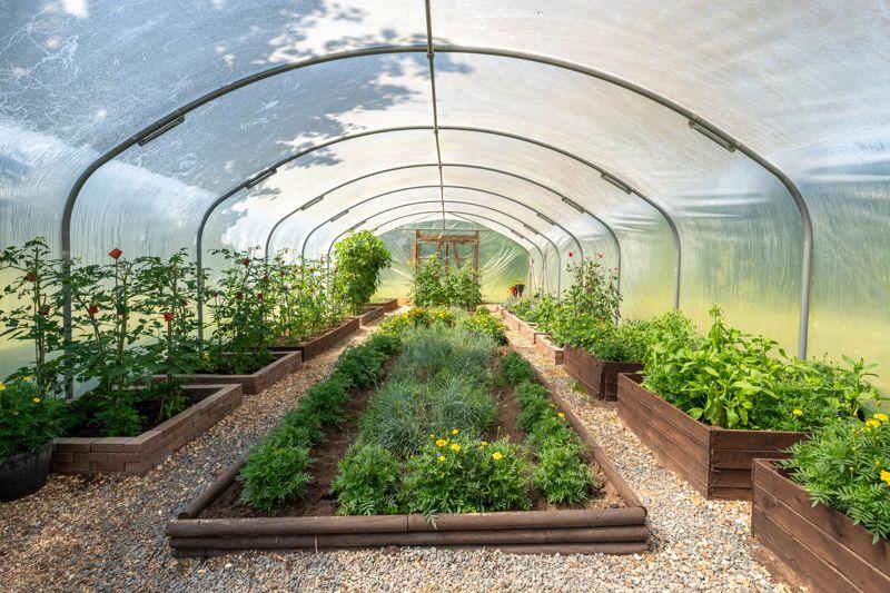 Pollytunnel (50'...