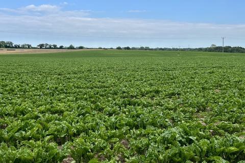 Farm land for sale, Hurricane Farm, Bodham, Holt, Norfolk, NR25 6RN