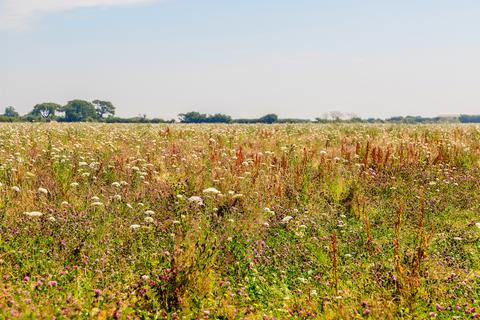 Farm land for sale, Land At Smear Farm, Rissemere Lane East, Reydon, Southwold, Suffolk, IP18 6SR