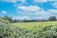View from Garden