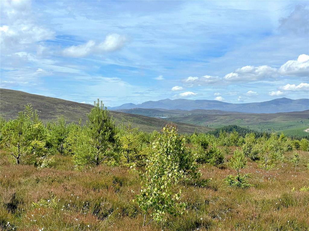 Fanblair Woodland