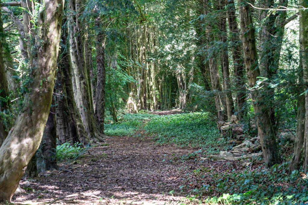 Yew Tree Walk