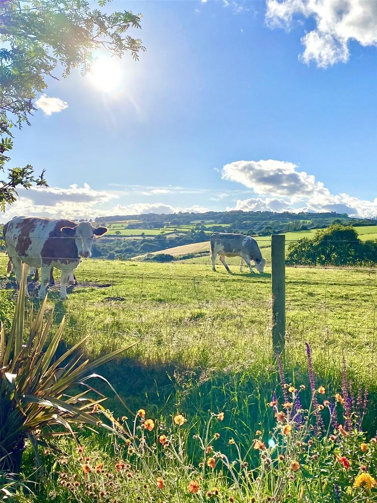 View From Garden