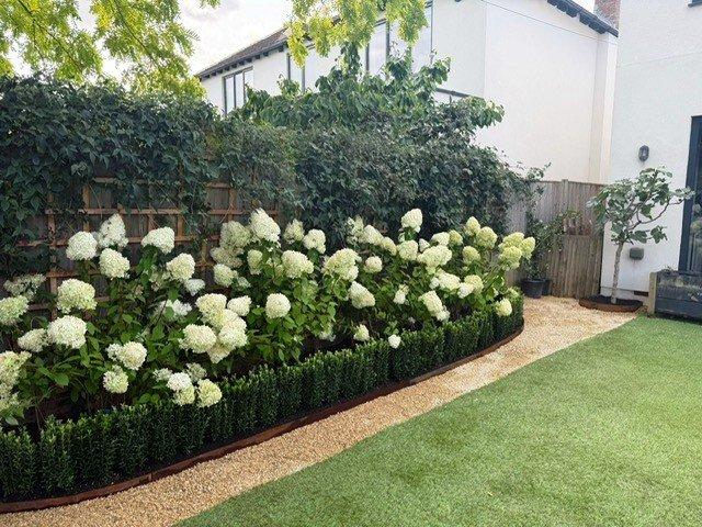 Hydrangea Bed