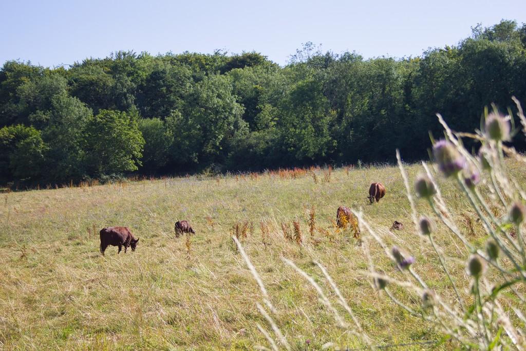 17 barn piece15
