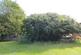 Greenery