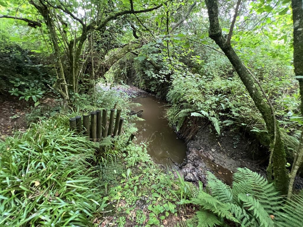 Woodland