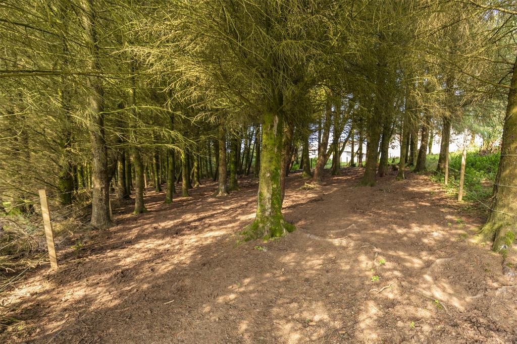 Woodland