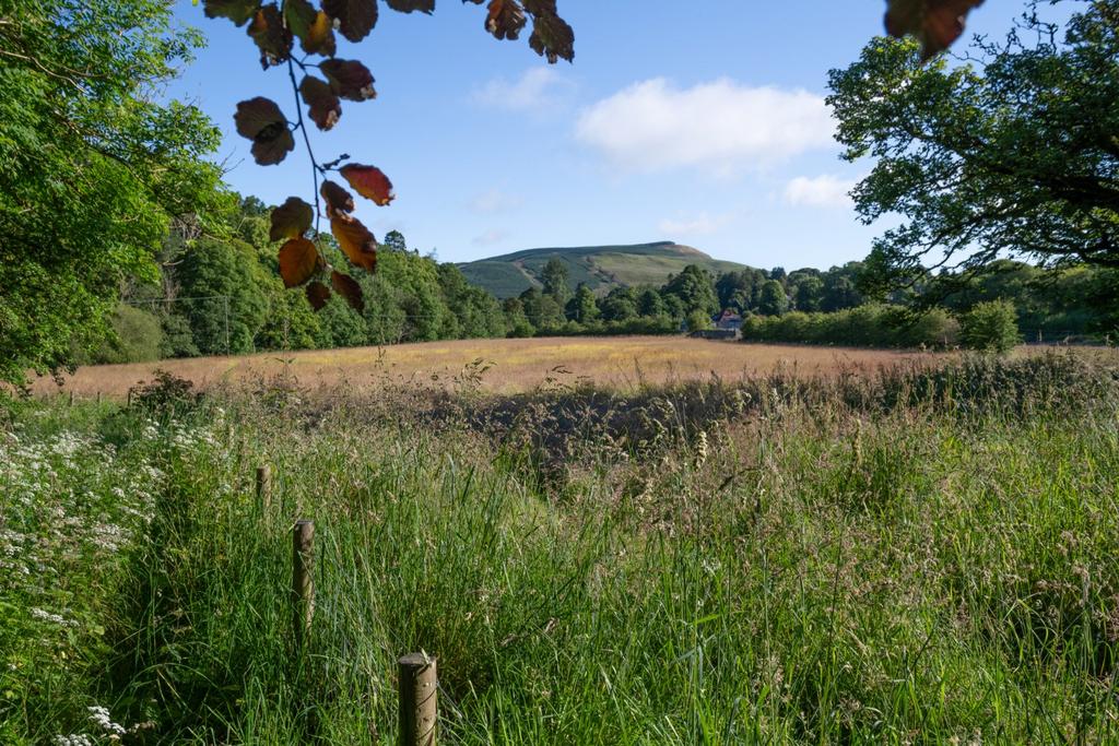 Paddock/Meadow