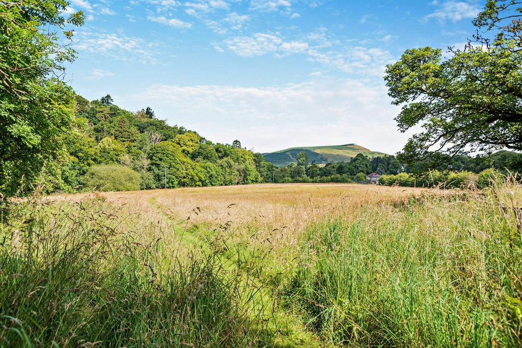 Paddock/Meadow