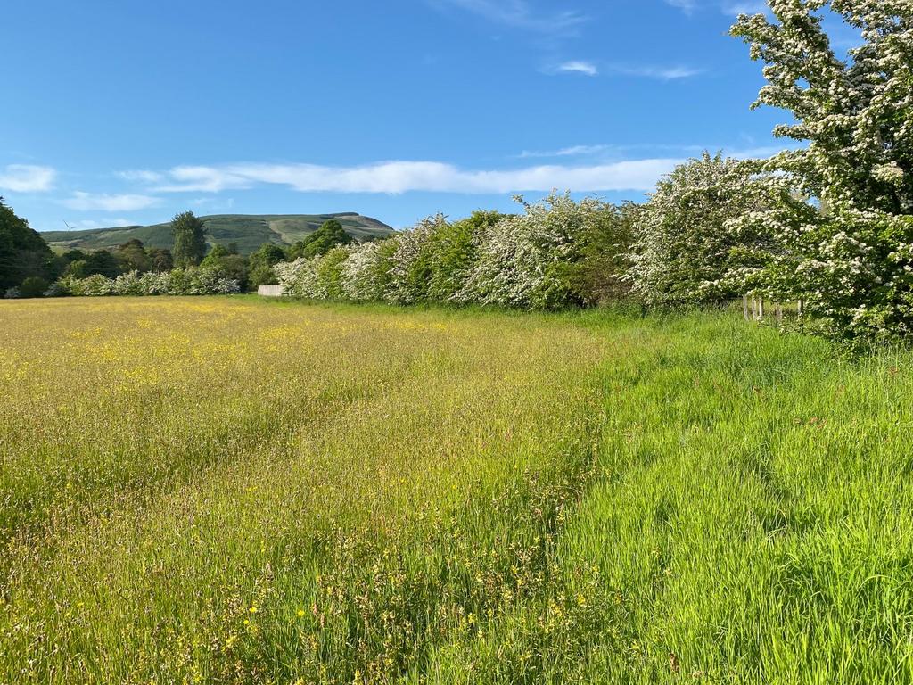 Paddock/Meadow